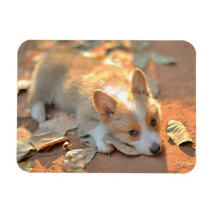 Cutest Baby djur Shy Corgi Magnet