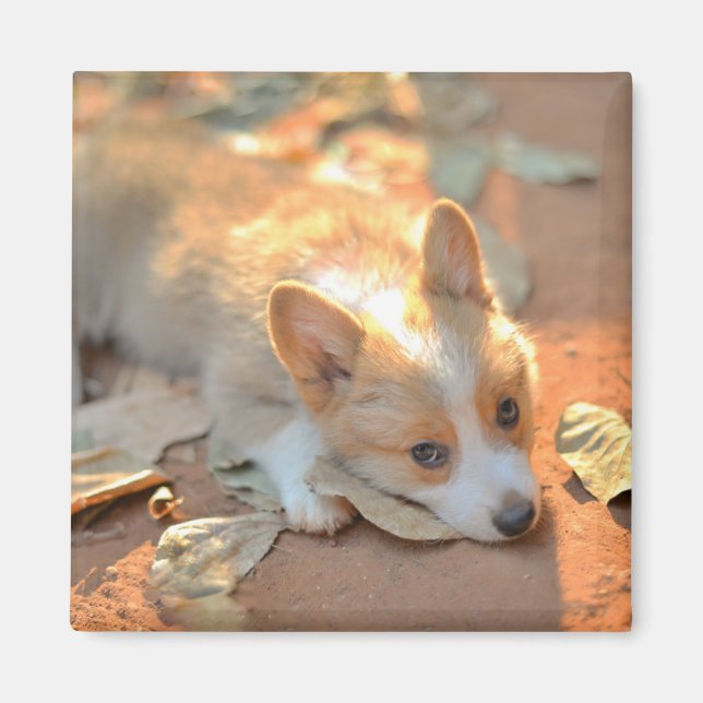 Cutest Baby djur | Shy Corgi Magnet (Framsidan)