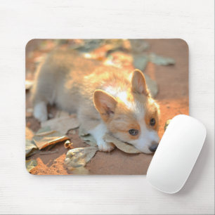 Cutest Baby djur Shy Corgi Musmatta