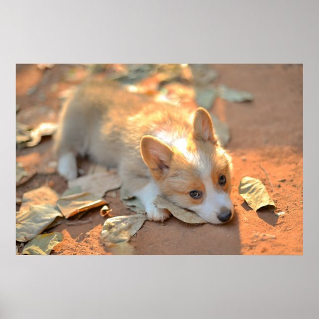 Cutest Baby djur | Shy Corgi Poster (Framsidan)
