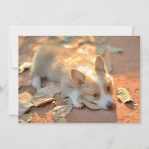 Cutest Baby djur Shy Corgi Tack Kort