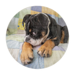Cutest Baby djur   Shy Old English Bulldog