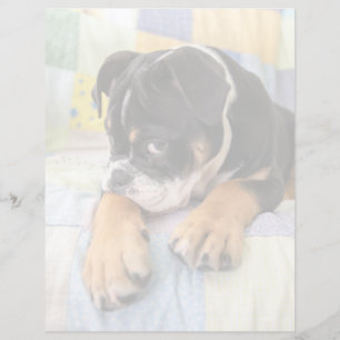 Cutest Baby djur Shy Old English Bulldog