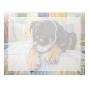 Cutest Baby djur   Shy Old English Bulldog Anteckningsblock