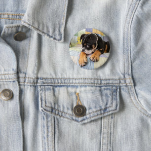 Cutest Baby djur   Shy Old English Bulldog Knapp