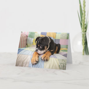 Cutest Baby djur   Shy Old English Bulldog Kort