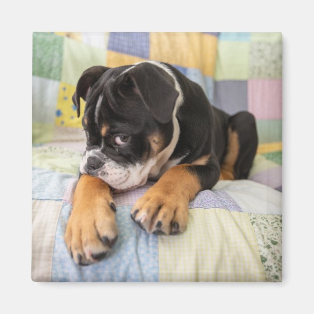 Cutest Baby djur | Shy Old English Bulldog Magnet (Framsidan)