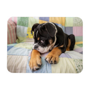Cutest Baby djur   Shy Old English Bulldog Magnet