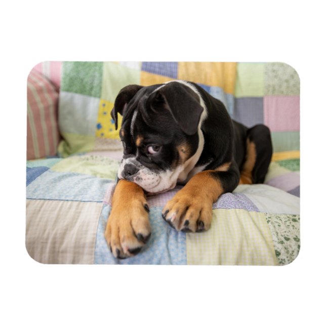 Cutest Baby djur | Shy Old English Bulldog Magnet (Horisontell)