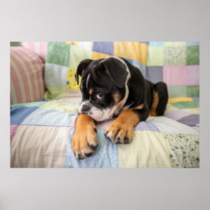 Cutest Baby djur Shy Old English Bulldog Poster