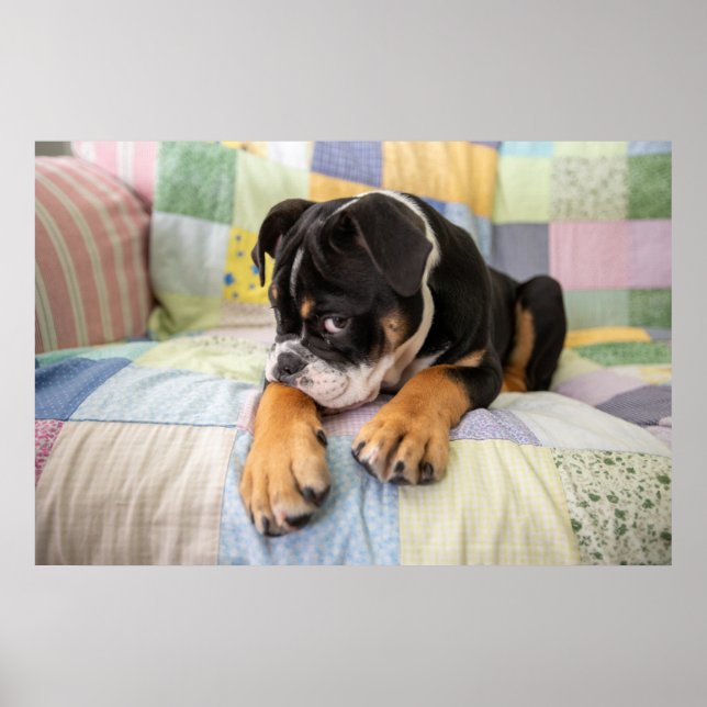 Cutest Baby djur | Shy Old English Bulldog Poster (Framsidan)