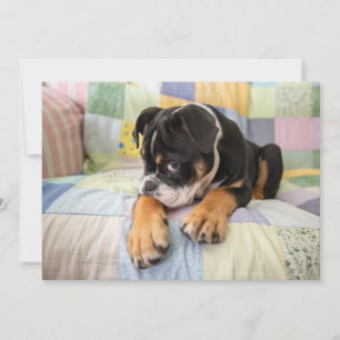 Cutest Baby djur   Shy Old English Bulldog Tack Kort