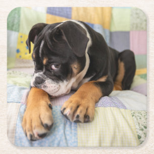 Cutest Baby djur   Shy Old English Bulldog Underlägg Papper Kvadrat
