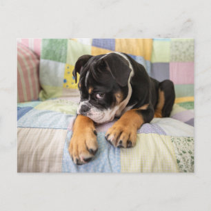 Cutest Baby djur   Shy Old English Bulldog Vykort