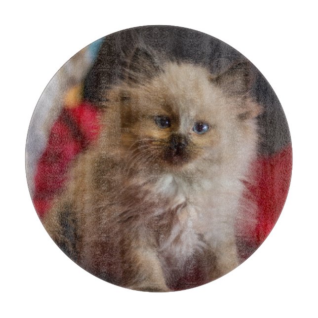 Cutest Baby djur | Siamese Kitten (Framsidan)