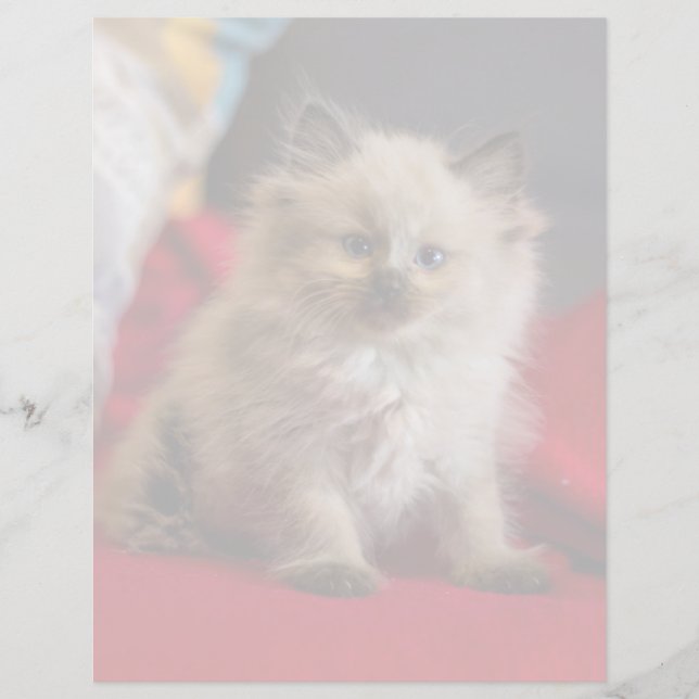Cutest Baby djur | Siamese Kitten (Framsida)