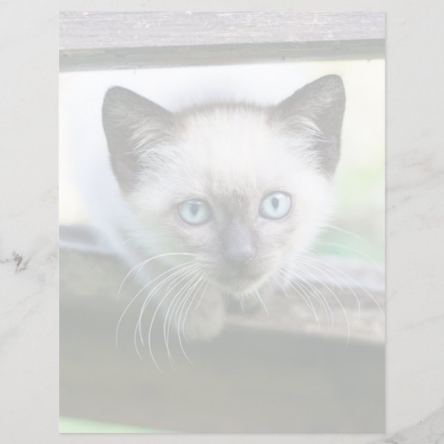 Cutest Baby djur | Siamese Kitten (Framsida)