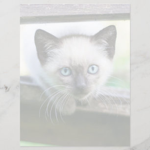 Cutest Baby djur   Siamese Kitten