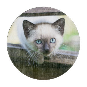 Cutest Baby djur   Siamese Kitten 2