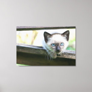 Cutest Baby djur Siamese Kitten 2 Canvastryck