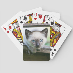 Cutest Baby djur   Siamese Kitten 2 Casinokort