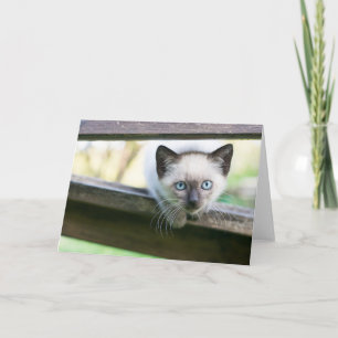 Cutest Baby djur   Siamese Kitten 2 Kort