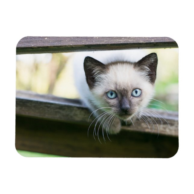 Cutest Baby djur | Siamese Kitten 2 Magnet (Horisontell)