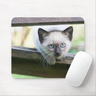 Cutest Baby djur Siamese Kitten 2 Musmatta