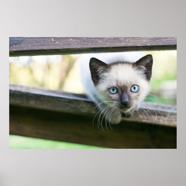 Cutest Baby djur | Siamese Kitten 2 Poster (Framsidan)