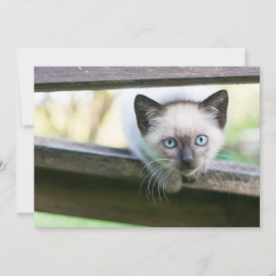 Cutest Baby djur Siamese Kitten 2 Tack Kort