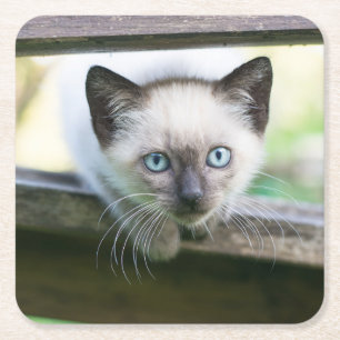Cutest Baby djur Siamese Kitten 2 Underlägg Papper Kvadrat