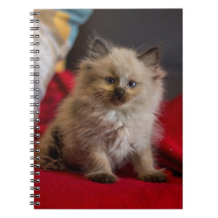 Cutest Baby djur Siamese Kitten Anteckningsbok