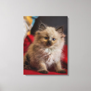 Cutest Baby djur Siamese Kitten Canvastryck