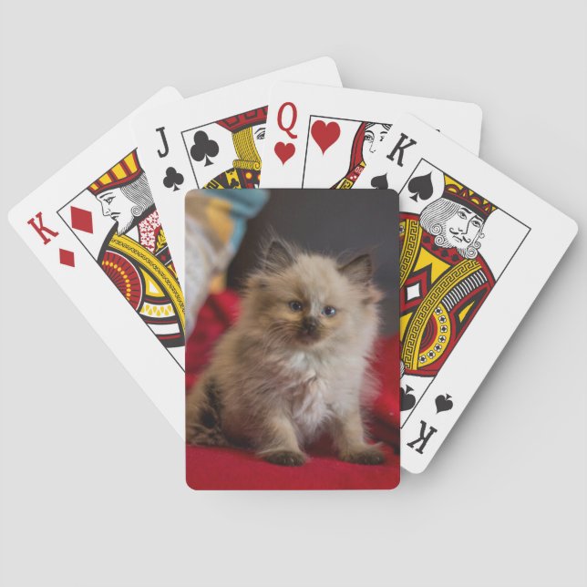 Cutest Baby djur | Siamese Kitten Casinokort (Baksidan)