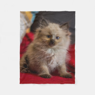 Cutest Baby djur   Siamese Kitten Fleecefilt
