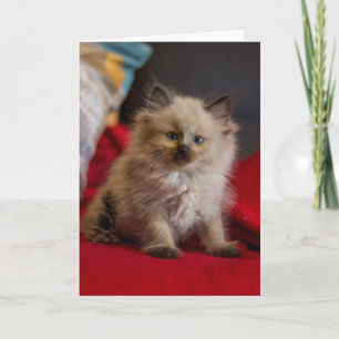 Cutest Baby djur Siamese Kitten Kort