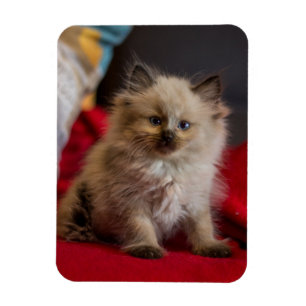Cutest Baby djur Siamese Kitten Magnet