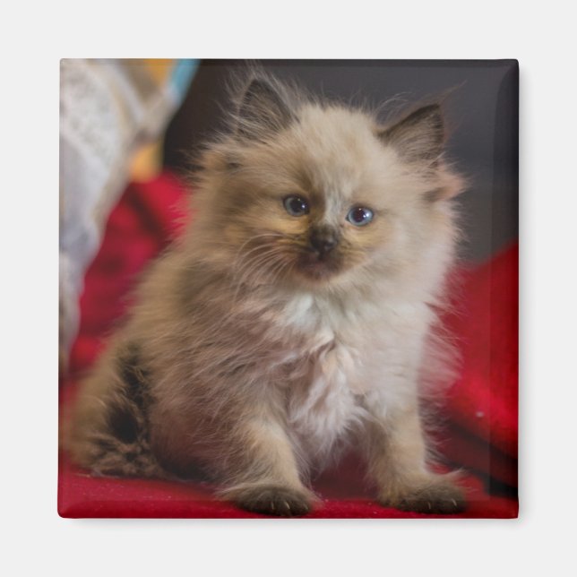 Cutest Baby djur | Siamese Kitten Magnet (Framsidan)