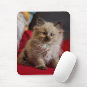 Cutest Baby djur Siamese Kitten Musmatta