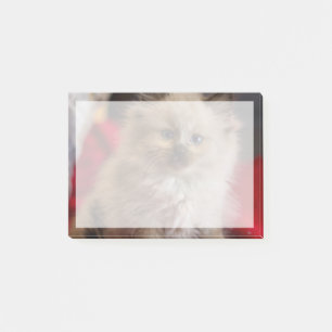 Cutest Baby djur Siamese Kitten Post-it Block