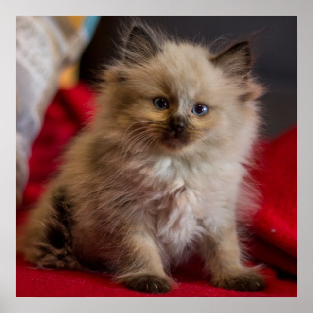 Cutest Baby djur | Siamese Kitten Poster (Framsidan)