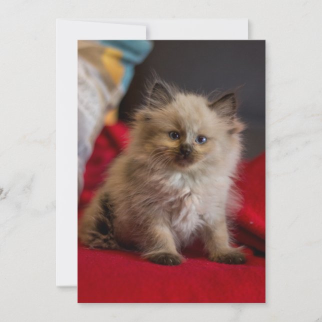 Cutest Baby djur | Siamese Kitten Tack Kort (Framsida)
