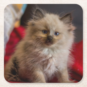 Cutest Baby djur Siamese Kitten Underlägg Papper Kvadrat