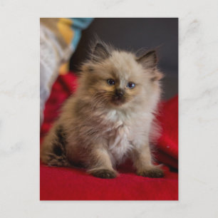 Cutest Baby djur   Siamese Kitten Vykort