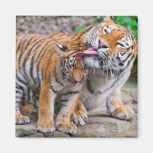 Cutest Baby djur Sibiriska tigerfamiljen Magnet