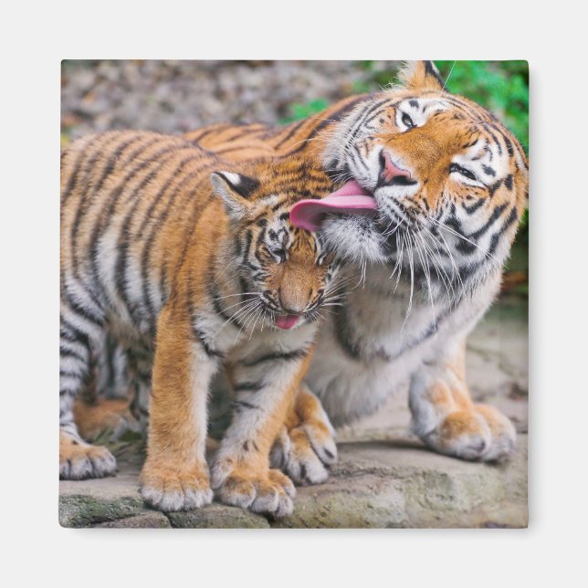 Cutest Baby djur | Sibiriska tigerfamiljen Magnet (Framsidan)