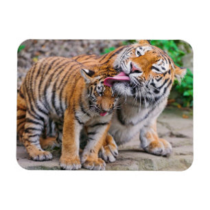 Cutest Baby djur Sibiriska tigerfamiljen Magnet