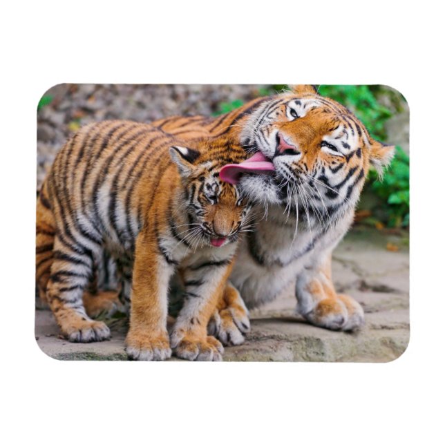 Cutest Baby djur | Sibiriska tigerfamiljen Magnet (Horisontell)