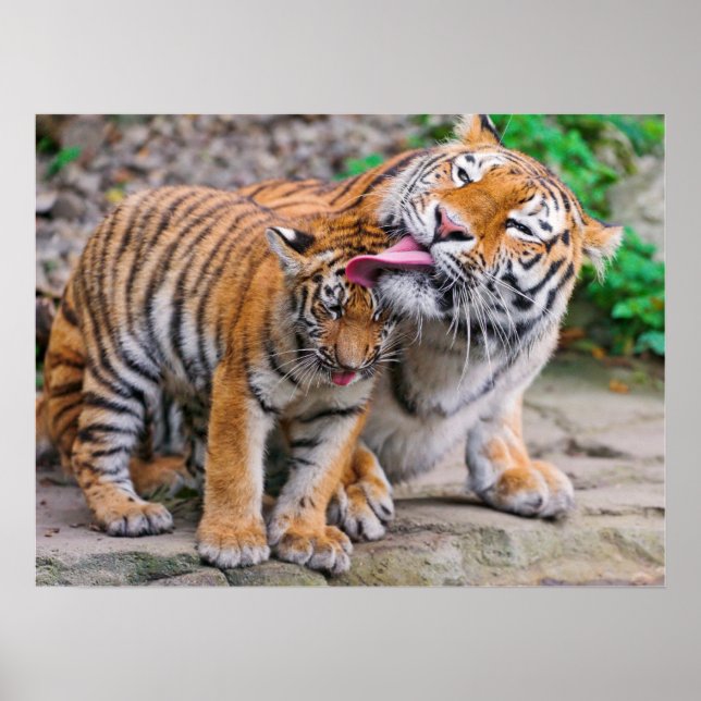 Cutest Baby djur | Sibiriska tigerfamiljen Poster (Framsidan)