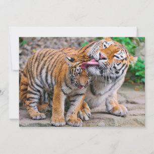 Cutest Baby djur Sibiriska tigerfamiljen Tack Kort